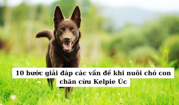 10 bước giải đáp các vấn đề khi nuôi chó con chăn cừu Kelpie Úc