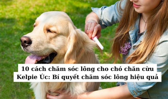 10 cách chăm sóc lông cho chó chăn cừu Kelpie Úc: Bí quyết chăm sóc lông hiệu quả