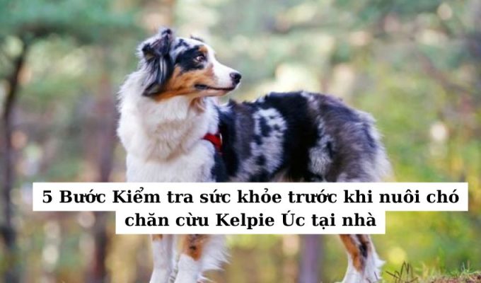 5 Bước Kiểm tra sức khỏe trước khi nuôi chó chăn cừu Kelpie Úc tại nhà