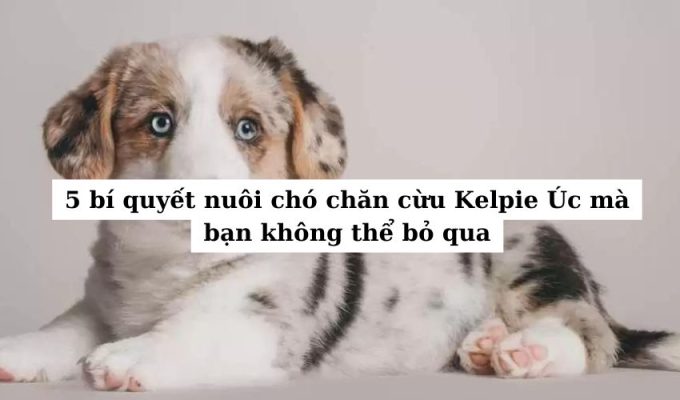 5 bí quyết nuôi chó chăn cừu Kelpie Úc mà bạn không thể bỏ qua