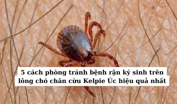 5 cách phòng tránh bệnh rận ký sinh trên lông chó chăn cừu Kelpie Úc hiệu quả nhất