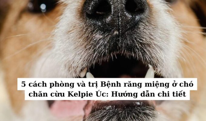 5 cách phòng và trị Bệnh răng miệng ở chó chăn cừu Kelpie Úc: Hướng dẫn chi tiết