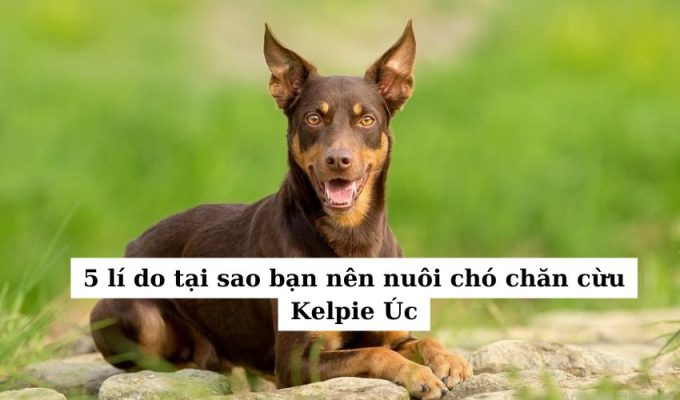 5 lí do tại sao bạn nên nuôi chó chăn cừu Kelpie Úc