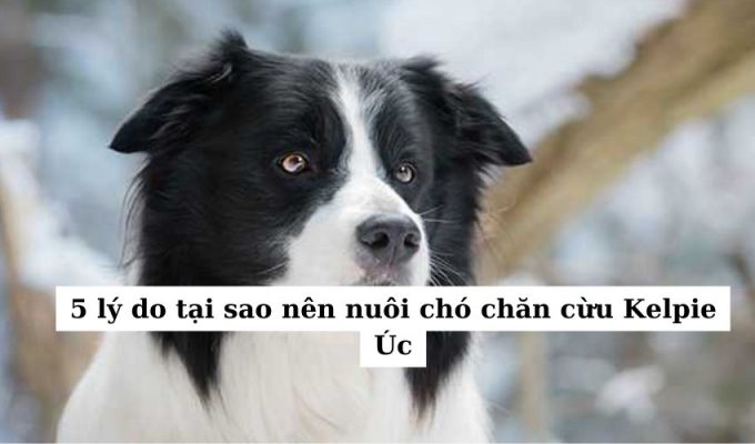 5 lý do tại sao nên nuôi chó chăn cừu Kelpie Úc