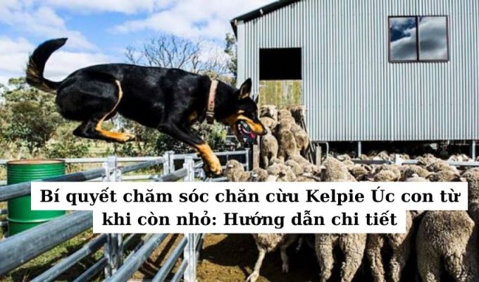 Bí quyết chăm sóc chăn cừu Kelpie Úc con từ khi còn nhỏ: Hướng dẫn chi tiết