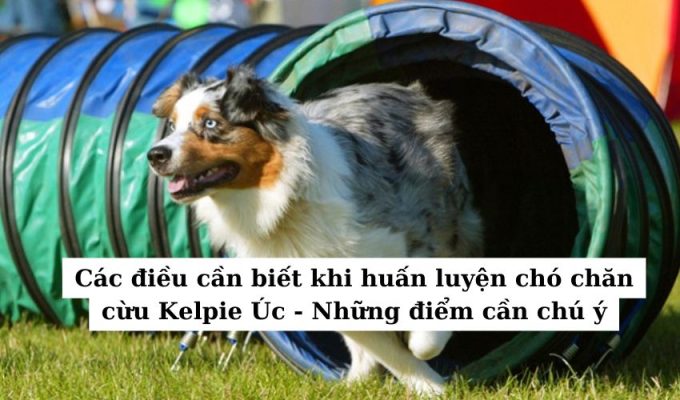 Các điều cần biết khi huấn luyện chó chăn cừu Kelpie Úc – Những điểm cần chú ý