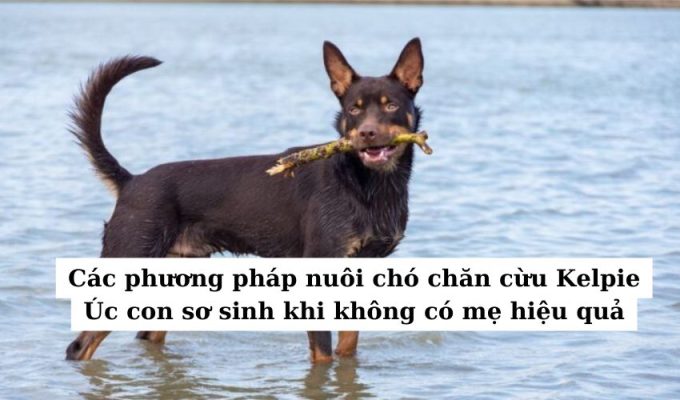 Các phương pháp nuôi chó chăn cừu Kelpie Úc con sơ sinh khi không có mẹ hiệu quả