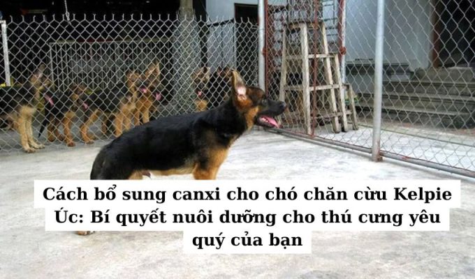 Cách bổ sung canxi cho chó chăn cừu Kelpie Úc: Bí quyết nuôi dưỡng cho thú cưng yêu quý của bạn