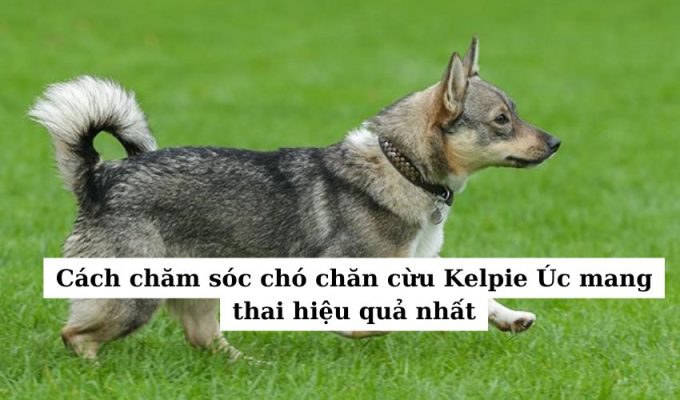 Cách chăm sóc chó chăn cừu Kelpie Úc mang thai hiệu quả nhất