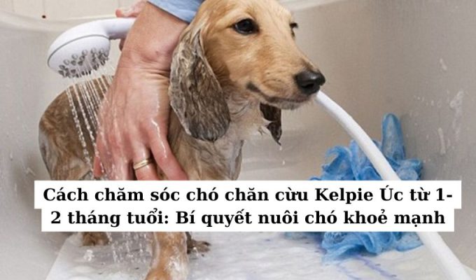 Cách chăm sóc chó chăn cừu Kelpie Úc từ 1-2 tháng tuổi: Bí quyết nuôi chó khoẻ mạnh