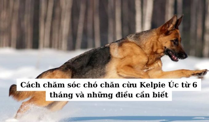 Cách chăm sóc chó chăn cừu Kelpie Úc từ 6 tháng và những điều cần biết