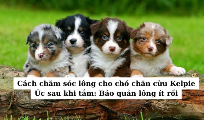 Cách chăm sóc lông cho chó chăn cừu Kelpie Úc sau khi tắm: Bảo quản lông ít rối