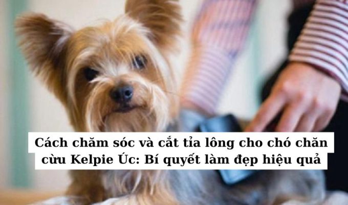 Cách chăm sóc và cắt tỉa lông cho chó chăn cừu Kelpie Úc: Bí quyết làm đẹp hiệu quả