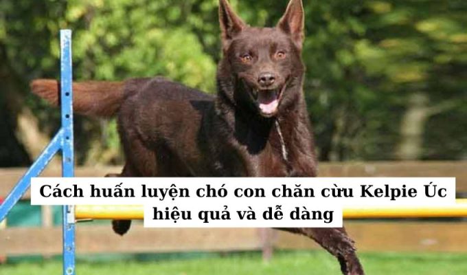 Cách huấn luyện chó con chăn cừu Kelpie Úc hiệu quả và dễ dàng