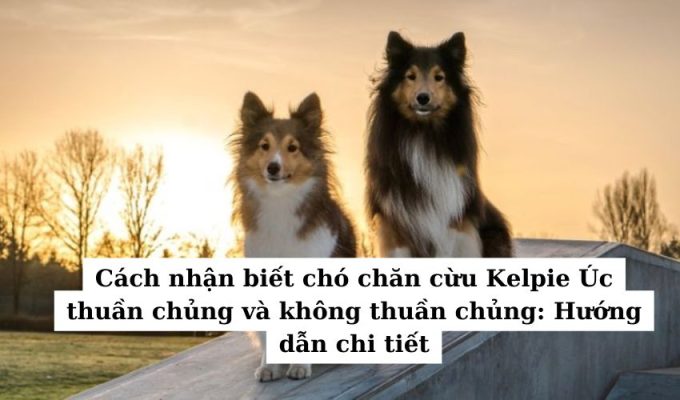 Cách nhận biết chó chăn cừu Kelpie Úc thuần chủng và không thuần chủng: Hướng dẫn chi tiết