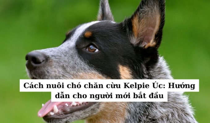 Cách nuôi chó chăn cừu Kelpie Úc: Hướng dẫn cho người mới bắt đầu