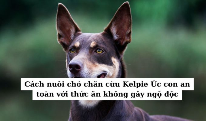 Cách nuôi chó chăn cừu Kelpie Úc con an toàn với thức ăn không gây ngộ độc