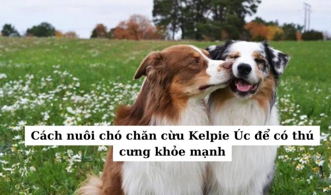 Cách nuôi chó chăn cừu Kelpie Úc để có thú cưng khỏe mạnh