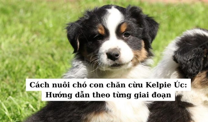 Cách nuôi chó con chăn cừu Kelpie Úc: Hướng dẫn theo từng giai đoạn