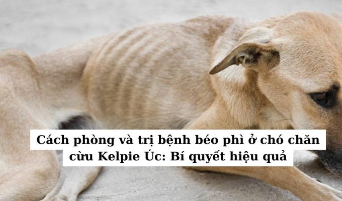 Cách phòng và trị bệnh béo phì ở chó chăn cừu Kelpie Úc: Bí quyết hiệu quả