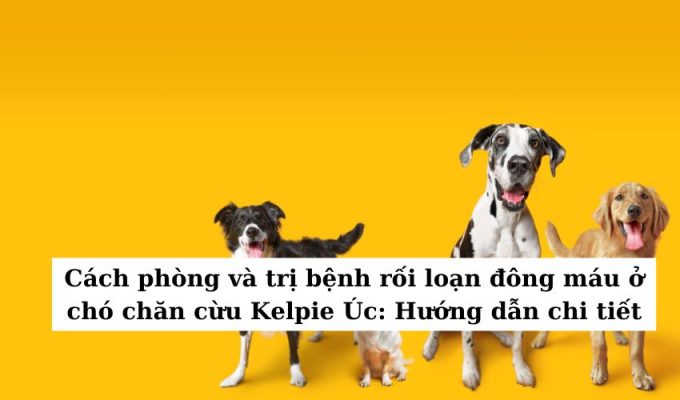 Cách phòng và trị bệnh rối loạn đông máu ở chó chăn cừu Kelpie Úc: Hướng dẫn chi tiết