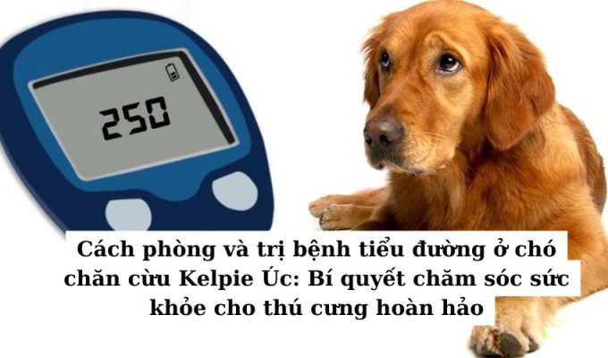 Cách phòng và trị bệnh tiểu đường ở chó chăn cừu Kelpie Úc: Bí quyết chăm sóc sức khỏe cho thú cưng hoàn hảo