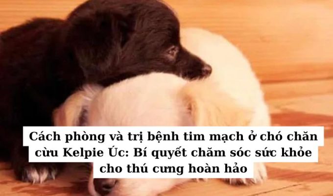 Cách phòng và trị bệnh tim mạch ở chó chăn cừu Kelpie Úc: Bí quyết chăm sóc sức khỏe cho thú cưng hoàn hảo