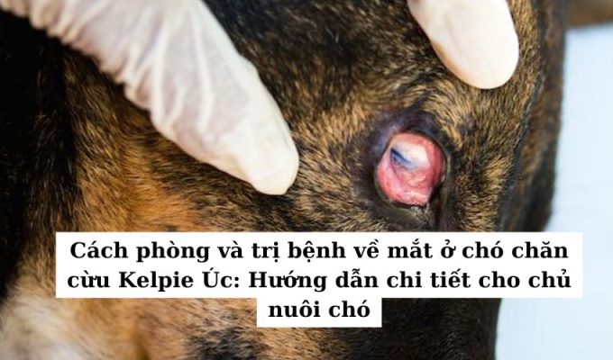 Cách phòng và trị bệnh về mắt ở chó chăn cừu Kelpie Úc: Hướng dẫn chi tiết cho chủ nuôi chó