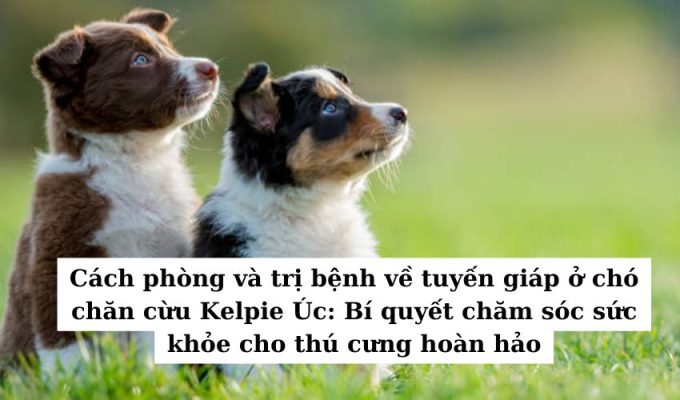 Cách phòng và trị bệnh về tuyến giáp ở chó chăn cừu Kelpie Úc: Bí quyết chăm sóc sức khỏe cho thú cưng hoàn hảo