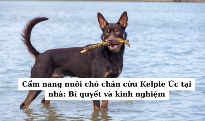 Cẩm nang nuôi chó chăn cừu Kelpie Úc tại nhà: Bí quyết và kinh nghiệm