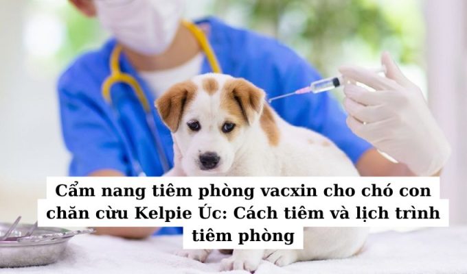 Cẩm nang tiêm phòng vacxin cho chó con chăn cừu Kelpie Úc: Cách tiêm và lịch trình tiêm phòng