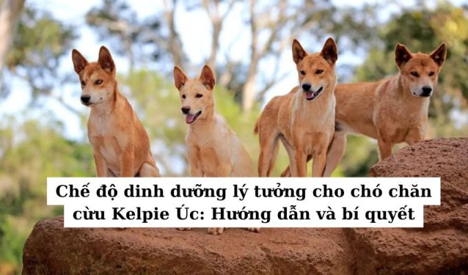 Chế độ dinh dưỡng lý tưởng cho chó chăn cừu Kelpie Úc: Hướng dẫn và bí quyết