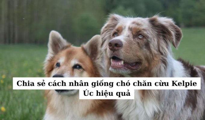 Chia sẻ cách nhân giống chó chăn cừu Kelpie Úc hiệu quả