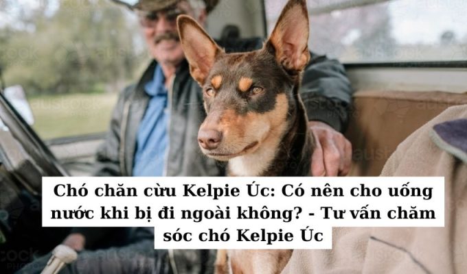 Chó chăn cừu Kelpie Úc: Có nên cho uống nước khi bị đi ngoài không? – Tư vấn chăm sóc chó Kelpie Úc