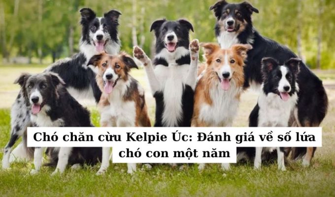 Chó chăn cừu Kelpie Úc: Đánh giá về số lứa chó con một năm