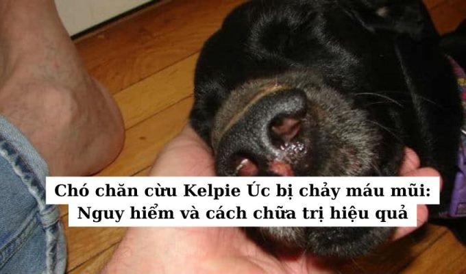 Chó chăn cừu Kelpie Úc bị chảy máu mũi: Nguy hiểm và cách chữa trị hiệu quả