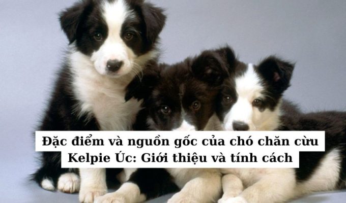 Đặc điểm và nguồn gốc của chó chăn cừu Kelpie Úc: Giới thiệu và tính cách