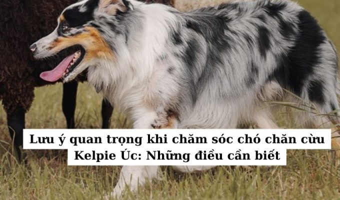 Lưu ý quan trọng khi chăm sóc chó chăn cừu Kelpie Úc: Những điều cần biết