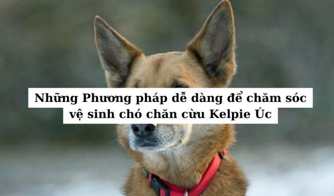 Những Phương pháp dễ dàng để chăm sóc vệ sinh chó chăn cừu Kelpie Úc