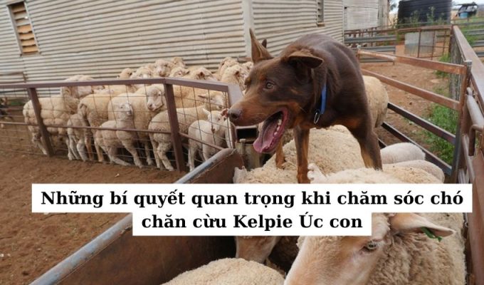 Những bí quyết quan trọng khi chăm sóc chó chăn cừu Kelpie Úc con