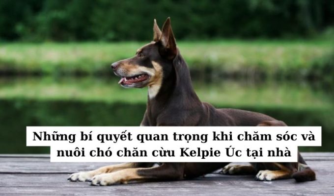 Những bí quyết quan trọng khi chăm sóc và nuôi chó chăn cừu Kelpie Úc tại nhà