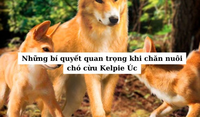 Những bí quyết quan trọng khi chăn nuôi chó cừu Kelpie Úc