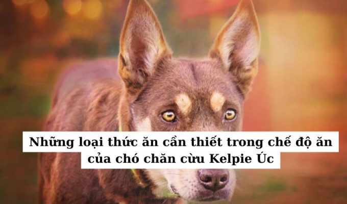 Những loại thức ăn cần thiết trong chế độ ăn của chó chăn cừu Kelpie Úc