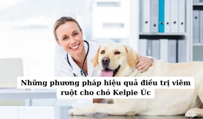 Những phương pháp hiệu quả điều trị viêm ruột cho chó Kelpie Úc