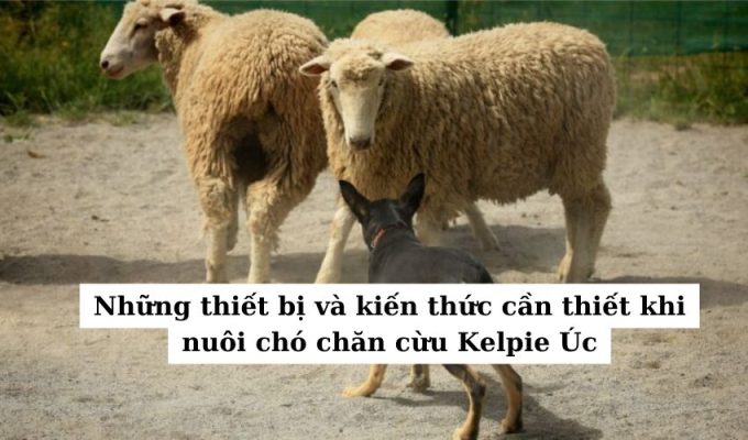 Những thiết bị và kiến thức cần thiết khi nuôi chó chăn cừu Kelpie Úc