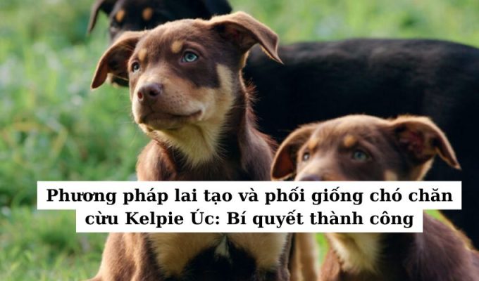 Phương pháp lai tạo và phối giống chó chăn cừu Kelpie Úc: Bí quyết thành công