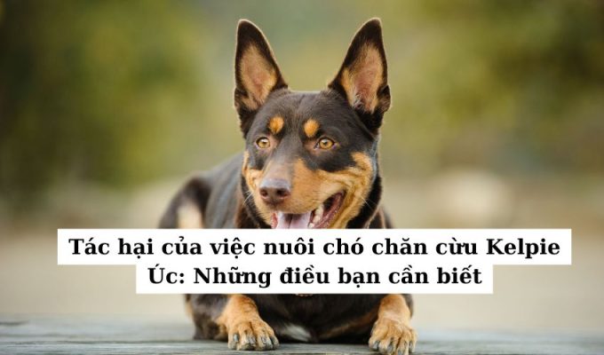 Tác hại của việc nuôi chó chăn cừu Kelpie Úc: Những điều bạn cần biết