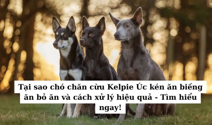 Tại sao chó chăn cừu Kelpie Úc kén ăn biếng ăn bỏ ăn và cách xử lý hiệu quả – Tìm hiểu ngay!