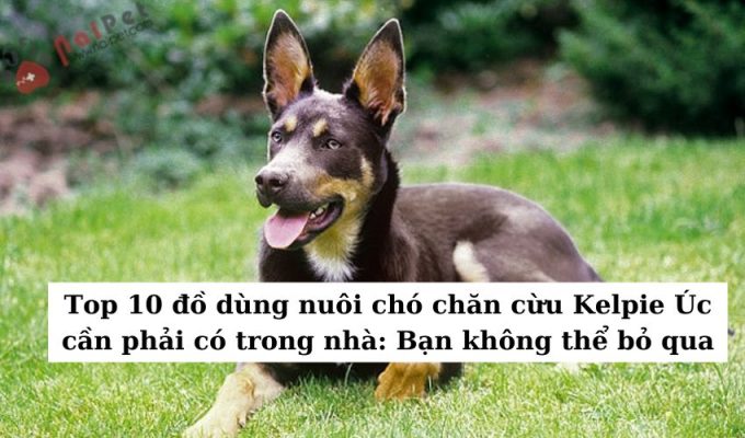 Top 10 đồ dùng nuôi chó chăn cừu Kelpie Úc cần phải có trong nhà: Bạn không thể bỏ qua