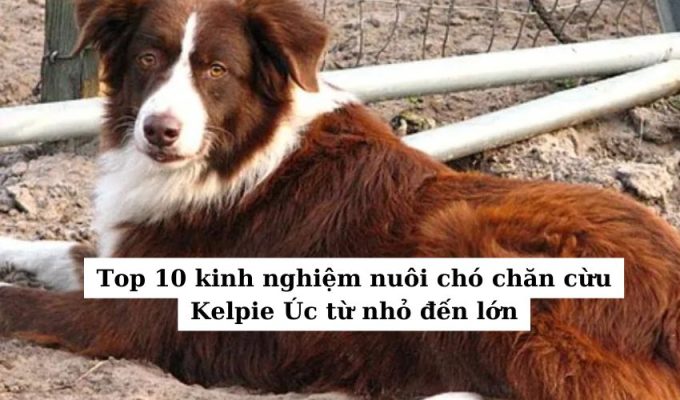 Top 10 kinh nghiệm nuôi chó chăn cừu Kelpie Úc từ nhỏ đến lớn